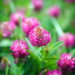 Vibrant pink red clover blossoms used for natural lash nourishment in Divine Lashes serum.